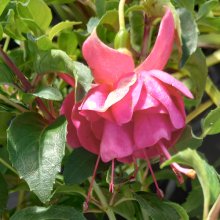 Picture of Fuchsia Wilhelm Hensen (30982)