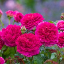 Gabriel Oak-Rose Picture of Gabriel Oak-Rose (30870)