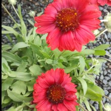 Picture of Gaillardia Mesa Red (31003)