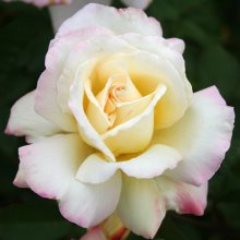 Garden Party-Rose Picture of Garden Party-Rose (2080)