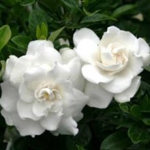 Gardenia Crown Jewels Picture of Gardenia Crown Jewels (9464)