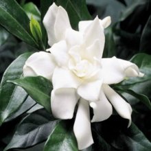 Picture of Gardenia Four Seasons (2087)