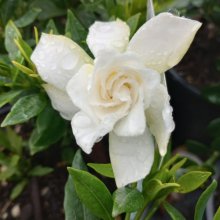 Gardenia Fragrant Star Picture of Gardenia Fragrant Star (6197)