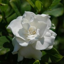 Gardenia Professor Pucci Std Picture of Gardenia Professor Pucci Std (2092)