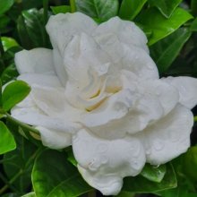 Gardenia Professor Pucci Picture of Gardenia Professor Pucci (2091)