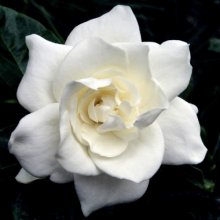 Gardenia Radicans Picture of Gardenia Radicans (2086)