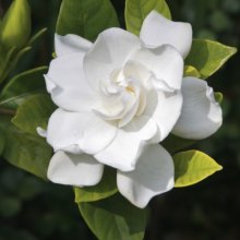 Picture of Gardenia Veitchii Std (6739)