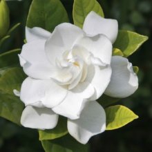 Gardenia Veitchii Picture of Gardenia Veitchii (2094)