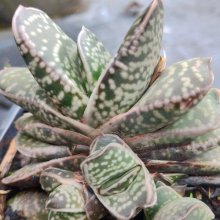 Picture of Gasteria bicolor (30787)