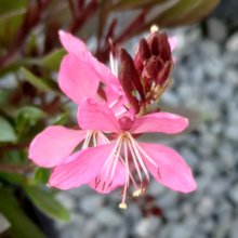 Gaura Ballerina Rose Picture of Gaura Ballerina Rose (2097)