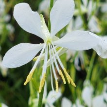 Gaura So White Picture of Gaura So White (8950)