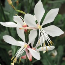 Gaura Sparkle White Picture of Gaura Sparkle White (11349)
