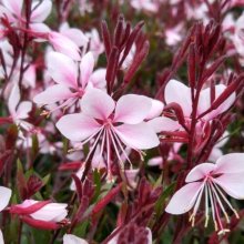 Gaura Steffi Blush Picture of Gaura Steffi Blush (29273)