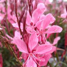 Gaura Steffi Dark Rose Picture of Gaura Steffi Dark Rose (29274)