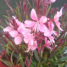Gaura Steffi Grace Compact Picture of Gaura Steffi Grace Compact (29731)