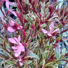 Gaura Steffi Rainbow Picture of Gaura Steffi Rainbow (30469)