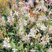 Gaura Steffi Snow Picture of Gaura Steffi Snow (30122)