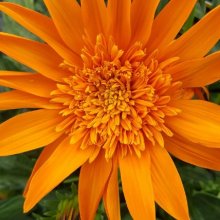 Gazania Arizona Picture of Gazania Arizona (7564)