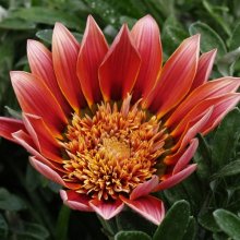 Gazania Krakatoa Picture of Gazania Krakatoa (6554)