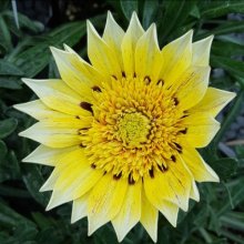 Gazania Mt Ruapehu Picture of Gazania Mt Ruapehu (10132)