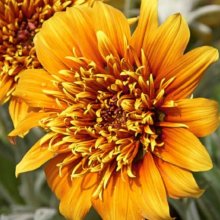Gazania Sunset Jane Picture of Gazania Sunset Jane (2104)