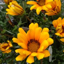 Gazania Takatu Yellow Picture of Gazania Takatu Yellow (28981)