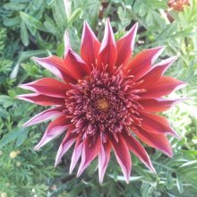 Gazania Velvet Belle Picture of Gazania Velvet Belle (7565)