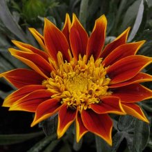 Gazania Vesuvius Picture of Gazania Vesuvius (6182)