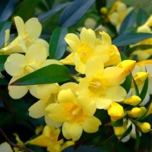 Picture of Gelsemium Sempervirens (2107)