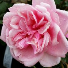 Picture of General Schablikine-Rose (2111)