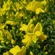 Genista Yellow Imp Std Picture of Genista Yellow Imp Std (7279)