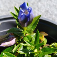 Gentiana Septemfida Lagodechiana Picture of Gentiana Septemfida Lagodechiana (29085)