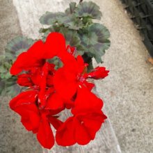 Geranium Abelina Picture of Geranium Abelina (10108)