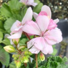 Geranium Alma Picture of Geranium Alma (30770)