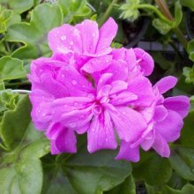 Geranium Amy Picture of Geranium Amy (7446)