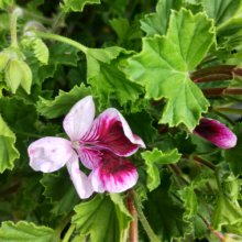 Geranium Angel Bicolour Picture of Geranium Angel Bicolour (30772)