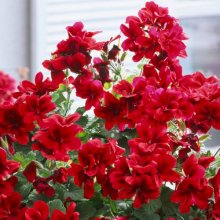 Geranium Aristo Bright Red Picture of Geranium Aristo Bright Red (30773)