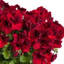 Geranium Aristo Deep Red Picture of Geranium Aristo Deep Red (30774)