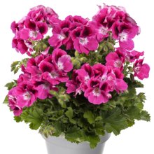 Geranium Aristo Magenta Picture of Geranium Aristo Magenta (30775)