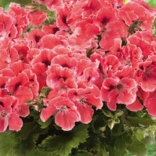 Geranium Aristo Orange Picture of Geranium Aristo Orange (12022)
