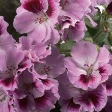 Geranium Aristo Orchid Picture of Geranium Aristo Orchid (11702)