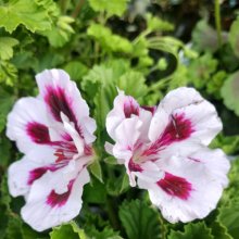 Geranium Aristo Purple Stripes Picture of Geranium Aristo Purple Stripes (30776)