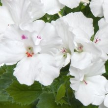 Geranium Aristo Snow Picture of Geranium Aristo Snow (28859)