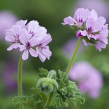 Geranium Attar of Roses Picture of Geranium Attar of Roses (10558)