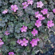 Picture of Geranium Bertie Crug (9920)