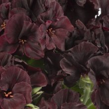 Geranium Black Velvet Picture of Geranium Black Velvet (28812)