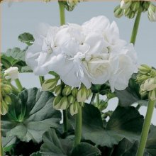 Geranium Blanca Picture of Geranium Blanca (10719)