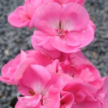 Picture of Geranium Chocolate Pink (30472)