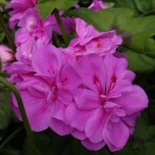 Geranium Dresdner Lilac Picture of Geranium Dresdner Lilac (6890)