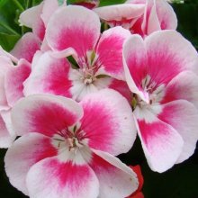 Picture of Geranium Fairy White Splash (6137)